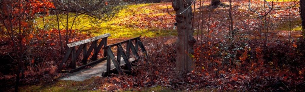 Tyler Arboretum 54