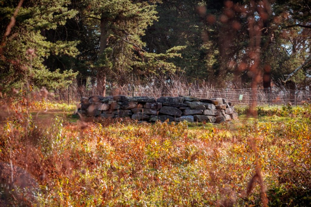 Tyler Arboretum 62