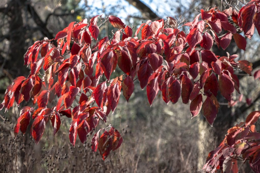 Tyler Arboretum 68